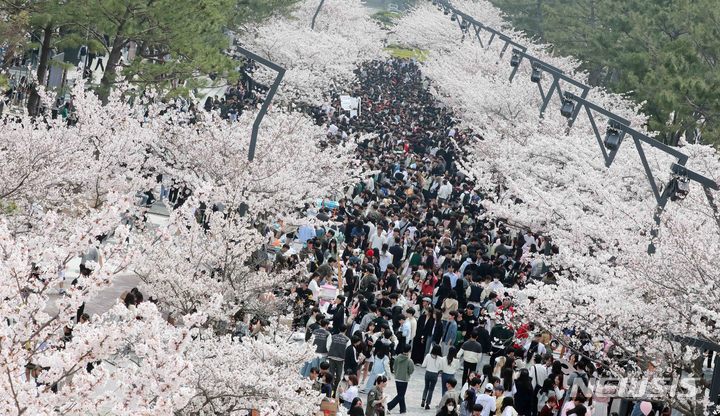 [부산=뉴시스] 지난달 29일 오후 부산 남구 부경대 대연캠퍼스에서 만개한 벚꽃길 사이로 시민과 학생들이 몰려 북적이고 있다. 2023.03.29. yulnetphoto@newsis.com