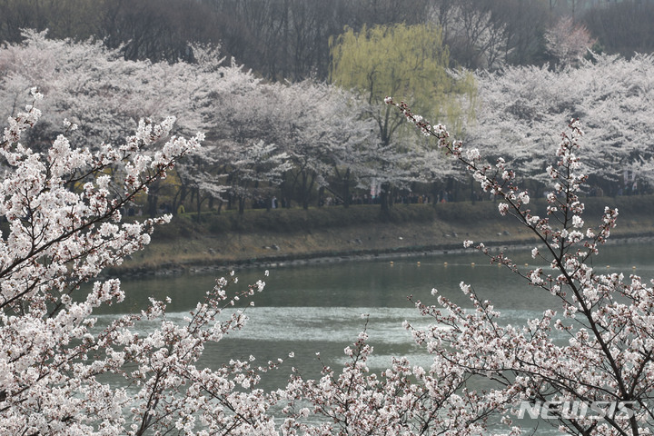 [서울=뉴시스] 권창회 기자 = 29일 오후 서울 송파구 석촌호수에 벚꽃이 피어있다. 2023.03.29. kch0523@newsis.com