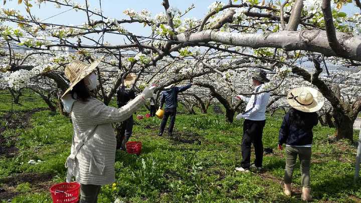천안배 농가에서 인공수분 작업을 돕고 있는 천안시 공무원들. 사진=천안시 제공 *재판매 및 DB 금지