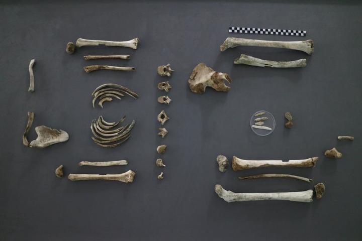 [서울=뉴시스] 고(故) 허창식 하사 유해의 전체 골격 사진. (사진=국유단) 2023.03.30. photo@newsis.com&nbsp; *재판매 및 DB 금지