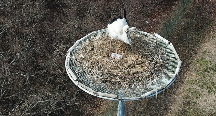 [뉴시스=서산]서산버드랜드 내에서 번식에 성공한 황새 모습(사진=서산시) *재판매 및 DB 금지