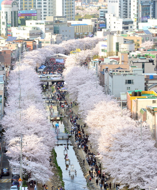 [울산=뉴시스] 울산 남구 궁거랑벚꽃축제 *재판매 및 DB 금지