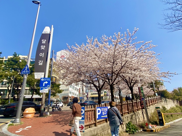 [부산=뉴시스] BIE 실사단 숙소인 시그니엘 부산과 이어지는 부산 대표 벚꽃 명소 달맞이길. (사진=동효정 기자) 2023.03.30. vivid@newsis.com *재판매 및 DB 금지