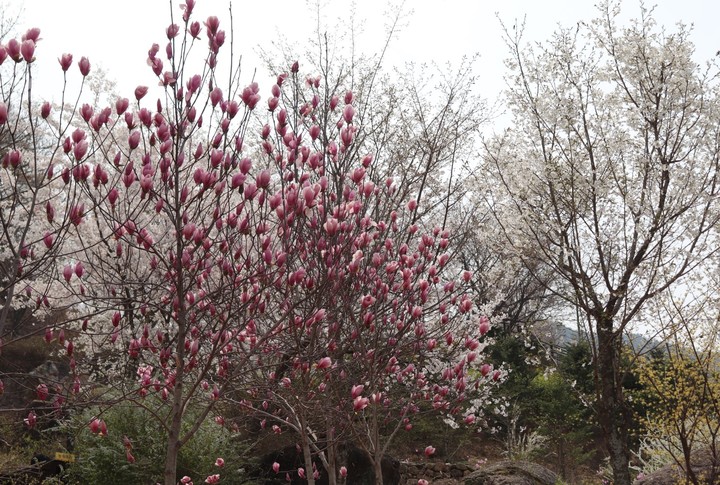 구례수목원 목련 *재판매 및 DB 금지