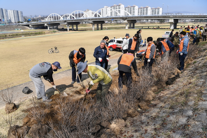 영주시 서천둔치에 소백산 철쭉을 심고 있다. (사진=영주시 제공) *재판매 및 DB 금지
