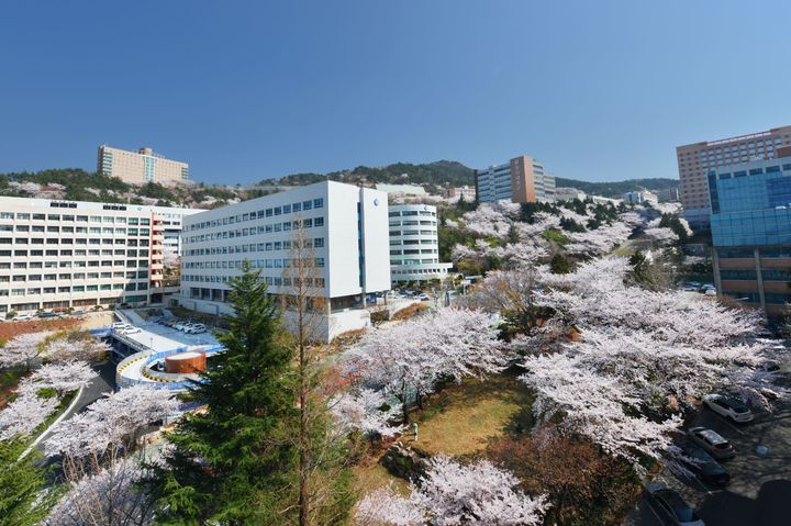 [부산=뉴시스] 동의대 총학생회는 오는 31일까지 이틀 동안 봄 벚꽃축제를 개최한다고 30일 밝혔다. (사진=동의대 제공) *재판매 및 DB 금지