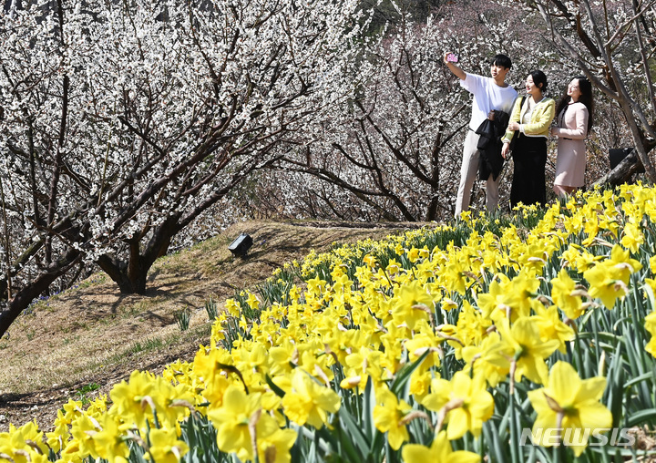 [용인=뉴시스] 김종택 기자 = 봄기운이 완연한 30일 경기도 용인 에버랜드 하늘정원길을 찾은 시민들이 활짝 핀 매화와 수선화 등 봄꽃을 바라보며 산책하고 있다. 2023.03.29. jtk@newsis.com