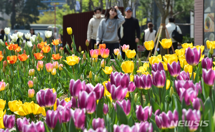 [대구=뉴시스] 이무열 기자 = 30일 오전 대구 중구 반월당 대중교통전용지구에 꽃망울을 터트린 튤립이 봄 정취를 더하고 있다. 2023.03.30. lmy@newsis.com