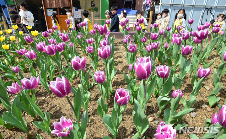 [대구=뉴시스] 이무열 기자 = 30일 오전 대구 중구 반월당 대중교통전용지구에 꽃망울을 터트린 튤립이 봄 정취를 더하고 있다. 2023.03.30. lmy@newsis.com