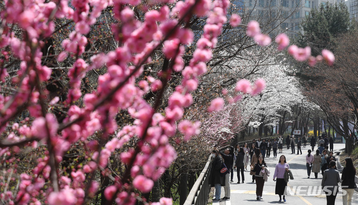 [서울=뉴시스] 조수정 기자 =지난달 30일 오후 서울 종로구 서울역사박물관 인근에서 시민들이 점심시간을 이용해 활짝 핀 봄꽃길 산책을 하고 있다. 2023.03.30.chocrystal@newsis.com
