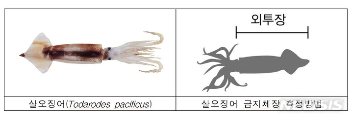 [서울=뉴시스] 오징어 외투장. 
