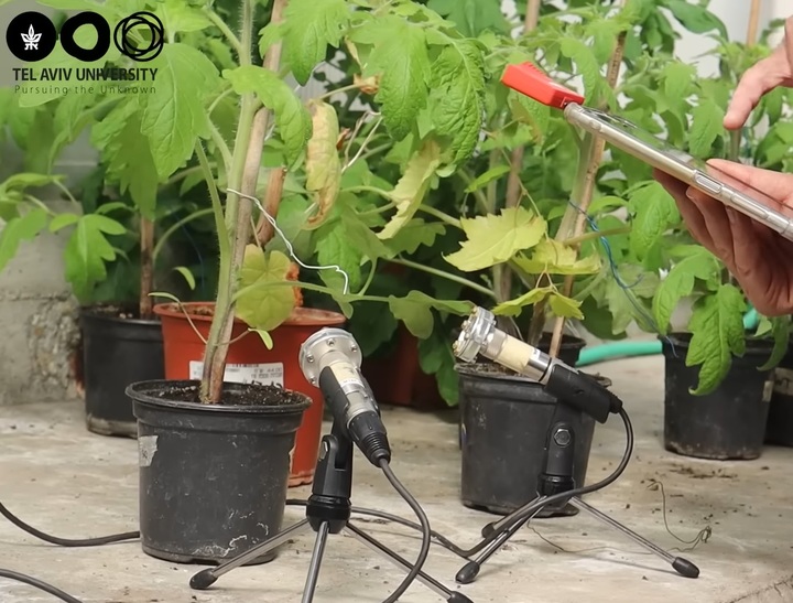 [서울=뉴시스] 이스라엘 식물학 연구팀은 최근 식물이 특정 상황에서 인간이 들을 수 없는 고주파를 내뿜는다는 연구 결과를 내놓았다 (사진출처: 텔아비브 대학 영상자료 갈무리) 2023.03.31. *재판매 및 DB 금지