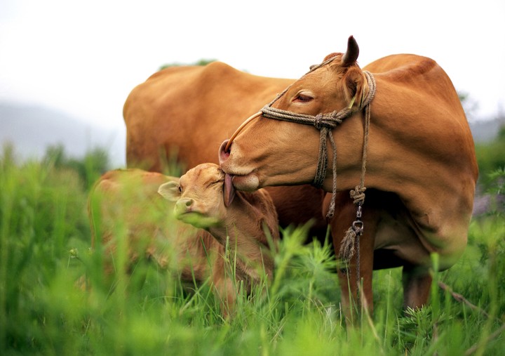 횡성한우 *재판매 및 DB 금지