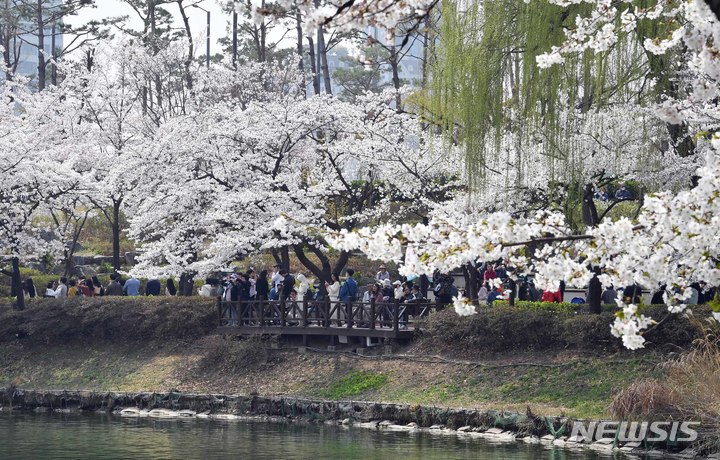 [서울=뉴시스]서울 송파구는 다음 달 5~9일 석촌호수에서 '호수벚꽃축제'를 개최한다고 31일 밝혔다. 석촌호수 벚꽃축제는 서울에서 유일하게 호수를 배경으로 벚꽃을 만끽할 수 있다. (사진=송파구 제공). 2023.03.31. photo@newsis.com