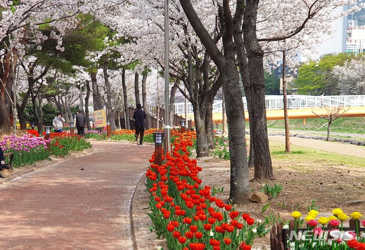김해 율하천 대청천 봄꽃 만개