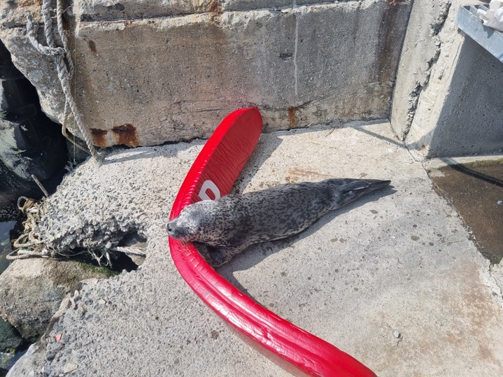 속초해양경찰서는 31일 오후 12시 42분쯤 강원도 강릉시 주문진항 육상으로 올라와 숨을 헐떡거리고 있는 물범을 구조했다.속초해경 제공 *재판매 및 DB 금지