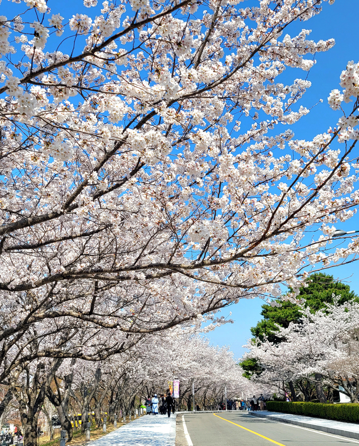 [영암=뉴시스] 벚꽃길 *재판매 및 DB 금지