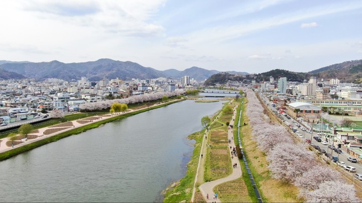 순천 동천변을 따라 활짝핀 벚꽃길 *재판매 및 DB 금지