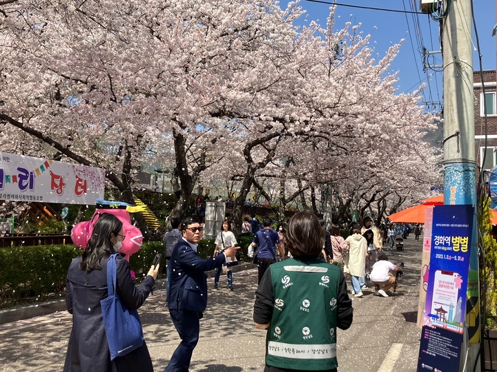 [창원=뉴시스] 강경국 기자 = 제61회 진해군항제가 열리고 있는 경남 창원시 진해구에서 31일 중앙일간지 여행기자 초청 팸투어가 진행되고 있다. (사진=창원시청 제공). 2023.03.31. photo@newsis.com *재판매 및 DB 금지