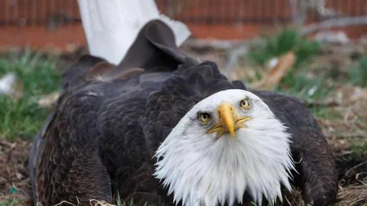 [서울=뉴시스] 미국 세인트루이스시 세계 조류 보호구역에 살고 있는 독수리 '머피'(사진)는 최근 '돌멩이'를 자신의 알처럼 돌보기 시작했다 (사진출처: 세인트루이스 세계 조류 보호구역 소셜미디어 갈무리) 2023.03.31. *재판매 및 DB 금지