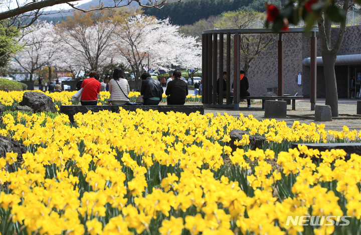 [제주=뉴시스] 우장호 기자 = 31일 오후 제주시 봉개동 제주4·3평화기념관 앞 마당에 제75주년 4·3희생자 추념식을 앞두고 유족들이 심은 노란 수선화가 피어있다. 노란 수선화의 꽃말은 '사랑에 답하다'라는 의미를 담고 있다. 2023.03.31. woo1223@newsis.com