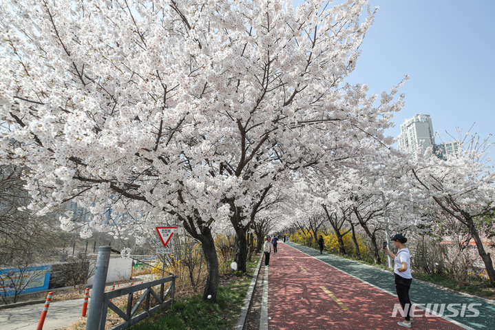 [서울=뉴시스] 권창회 기자 = 31일 오후 서울 송파구 성내천 인근에서 시민들이 만개한 벚꽃을 느끼며 거닐고 있다. 2023.03.31. kch0523@newsis.com