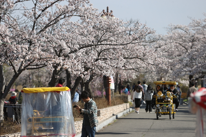 경포벚꽃축제장.강릉시 제공 *재판매 및 DB 금지