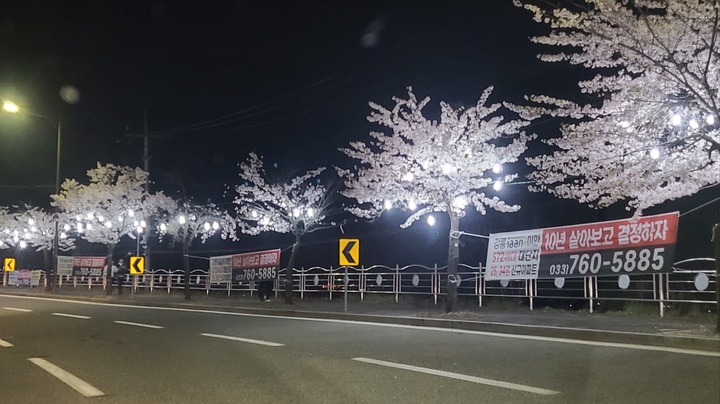 지난달 31일 밤 강릉 경포벚꽃축제장 도로변에 설치된 불법 현수막. 독자 제공 *재판매 및 DB 금지