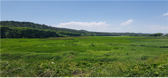 함안 대평늪·질날늪, 도시생태 복원 추진 *재판매 및 DB 금지
