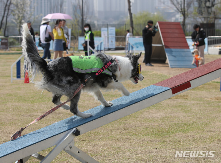 [서울=뉴시스] 조수정 기자 = 1일 서울 용산구 노들섬에서 열린 '놀멍 뭐하니'에서 반려견 나박(3살)이가 '멍멍미션'에 참여하고 있다. 서울시가 마련한 '놀멍 뭐하니'는 반려인과 반려견이 함께 즐길 수 있는 노들섬 서측 1km를 산책하고 시간 내에 돌아오는 '멍멍 산책', 반려견 장애물 놀이터 '멍멍 미션', 반려견과의 추석을 사진으로 담는 '멍멍 사진관', 반려견과 함께 돗자리에서 간식을 즐기는 '멍멍 소풍' 등으로 구성했다. 2023.04.01.chocrystal@newsis.com