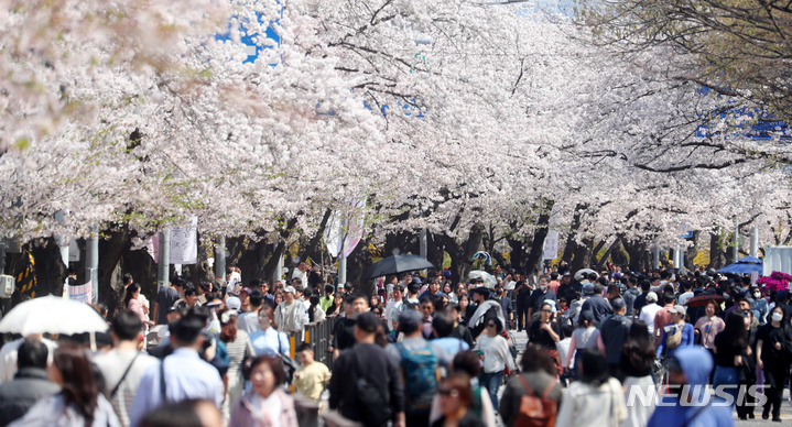 [서울=뉴시스] 추상철 기자 = 지난해 4월2일 오후 서울 영등포구 여의도 윤중로 벚꽃길이 벚꽃구경을 하는 많은 시민들로 붐비고 있다. 2023.04.02. scchoo@newsis.com