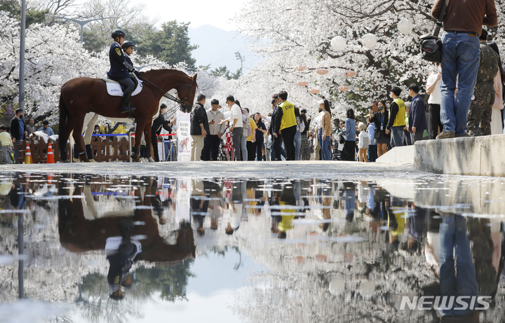 [과천=뉴시스] 고승민 기자 = 완연한 봄 날씨를 보인 2일 경기 과천시 렛츠런파크 서울에서 열린 벚꽃축제를 찾은 관람객이 한국마사회 승용마와 기념촬영을 하고 있다. 2023.04.02. kkssmm99@newsis.com