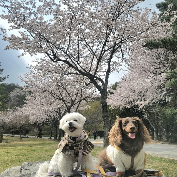 반려동물 친화관광도시 울산에 위치한 울산대공원. (사진=한국관광공사 제공) photo@newsis.com *재판매 및 DB 금지