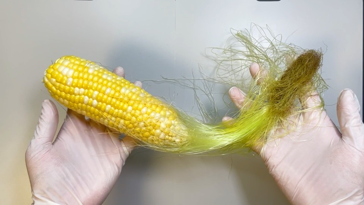 [서울=뉴시스]지난해 5월, 수상한 생선이 진행한 '옥수수 해부' 실험(사진=수상한 생선 제공) 2023.04.03. photo@newsis.com *재판매 및 DB 금지