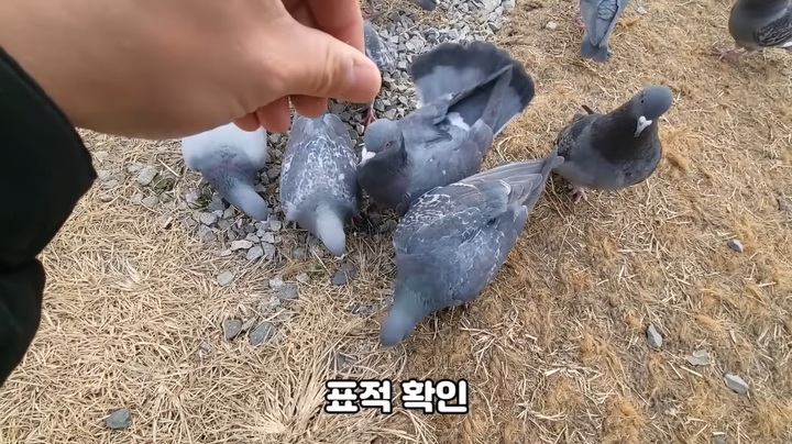 [서울=뉴시스]지난 1월, 국가대표 쩔템이 올린 '비둘기 기생충' 영상(사진=유튜브 국가대표 쩔템 영상 캡처) 2023.04.03. photo@newsis.com *재판매 및 DB 금지