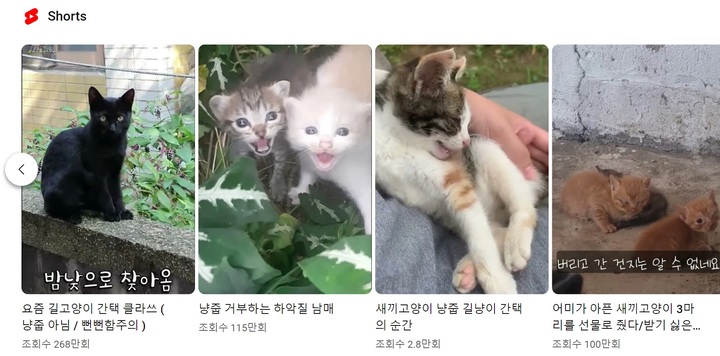 [서울=뉴시스]유튜브에 '냥줍'을 검색한 결과(사진=유튜브 화면 일부 캡처) 2023.04.04. photo@newsis.com *재판매 및 DB 금지