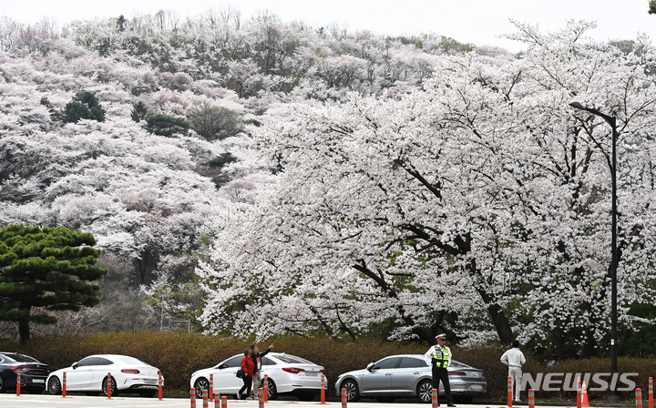 [용인=뉴시스] 벚꽃을 바라보는 시민들. (사진=뉴시스 DB) 2023.04.04. photo@newsis.com