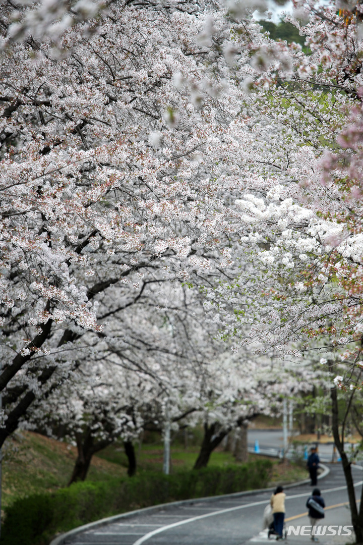 [과천=뉴시스] 김선웅 기자 = 4일 경기 과천시 서울대공원에 벚꽃이 만개해있다. 서울대공원은 5일부터 9일까지 대공원 일대에서 벚꽃축제를 개최한다. 2023.04.04. mangusta@newsis.com