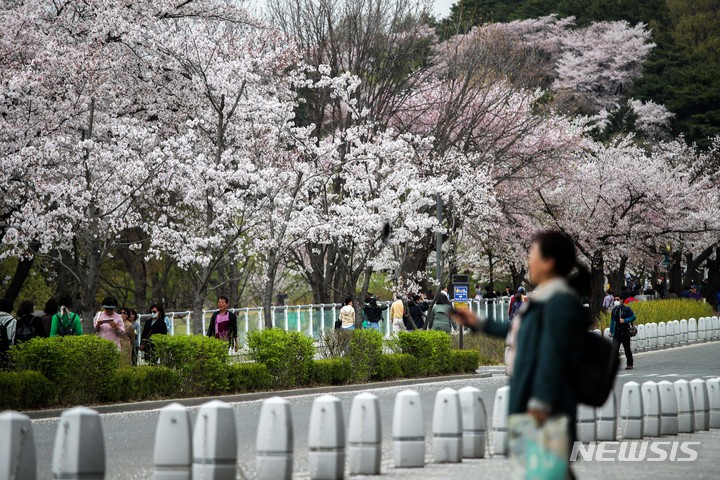 [과천=뉴시스] 김선웅 기자 = 4일 경기 과천시 서울대공원에 벚꽃이 만개해있다. 서울대공원은 5일부터 9일까지 대공원 일대에서 벚꽃축제를 개최한다. 2023.04.04. mangusta@newsis.com