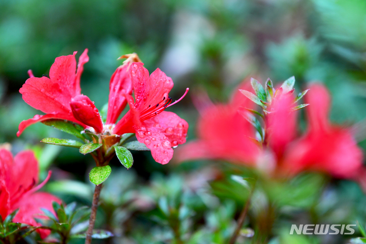 [광주=뉴시스] 이영주 기자 = 식목일을 하루 앞두고 비가 내리는 4일 오후 광주 서구 5·18기념공원에 심어진 철쭉에 빗물이 맺혀있다. 2023.04.04. leeyj2578@newsis.com