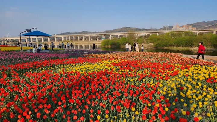 [대전=뉴시스]대전 유성구 전민동 원촌교~갑천교 사이에 조성된 튤립 꽃밭. (사진= 대전시 제공) *재판매 및 DB 금지
