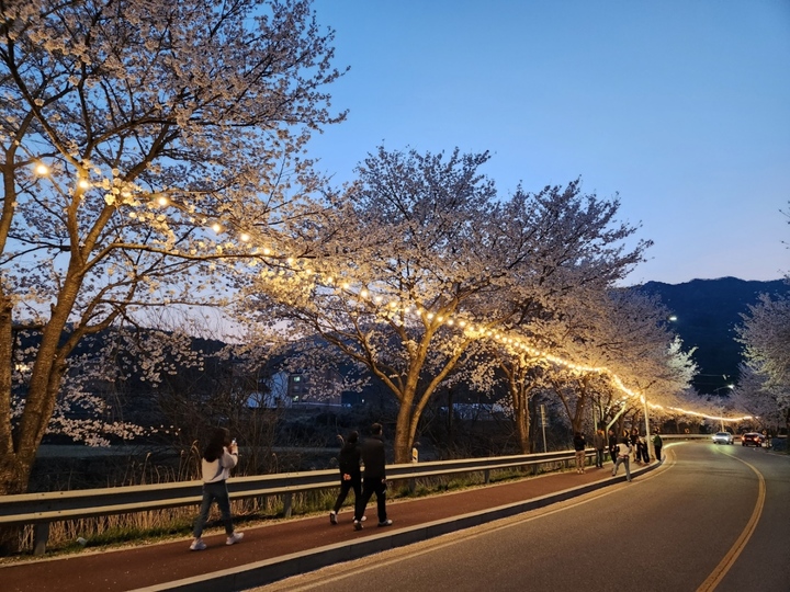 계룡시는 7~9일 향한리, 계룡대 제3정문 일대에서 ‘벚꽃 엔딩, 봄의 향연’이란 주제의 봄꽃행사를 연다. 2023. 04. 06 계룡시 *재판매 및 DB 금지