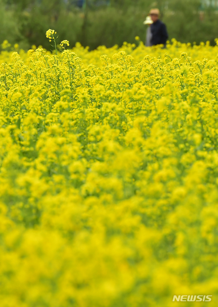 [대구=뉴시스] 이무열 기자 = 6일 오후 대구 북구 금호강 하중도 유채꽃단지를 찾은 나들이객들이 봄 정취를 만끽하고 있다. 2023.04.06. lmy@newsis.com