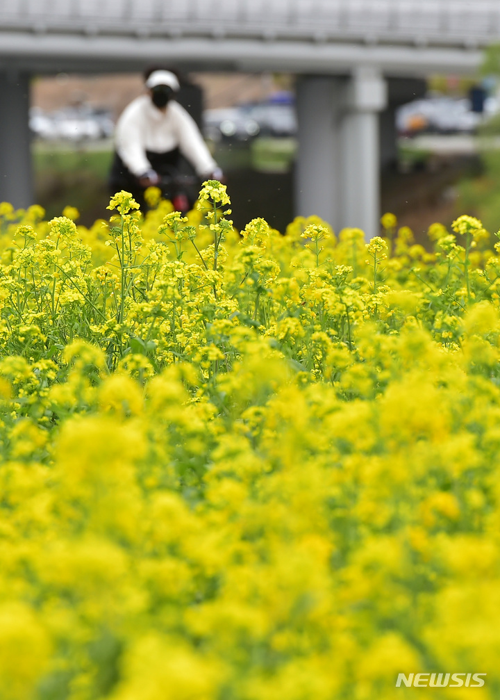 [대구=뉴시스] 이무열 기자 = 6일 오후 대구 북구 금호강 하중도 유채꽃단지를 찾은 나들이객들이 봄 정취를 만끽하고 있다. 2023.04.06. lmy@newsis.com