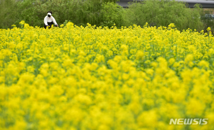 [대구=뉴시스] 이무열 기자 = 6일 오후 대구 북구 금호강 하중도 유채꽃단지를 찾은 나들이객들이 봄 정취를 만끽하고 있다. 2023.04.06. lmy@newsis.com