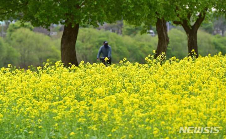 [대구=뉴시스] 이무열 기자 = 6일 오후 대구 북구 금호강 하중도 유채꽃단지를 찾은 나들이객들이 봄 정취를 만끽하고 있다. 2023.04.06. lmy@newsis.com