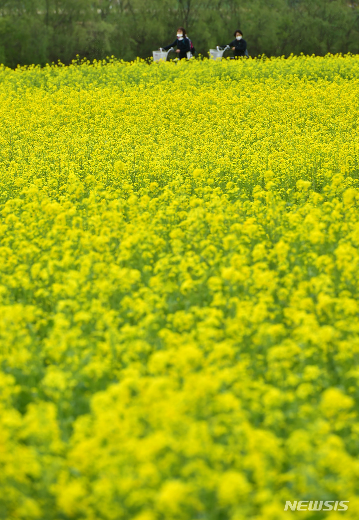 [대구=뉴시스] 이무열 기자 = 6일 오후 대구 북구 금호강 하중도 유채꽃단지를 찾은 나들이객들이 봄 정취를 만끽하고 있다. 2023.04.06. lmy@newsis.com