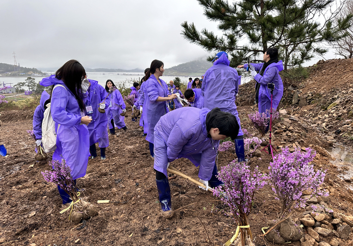 in 퍼플섬 나무심어보라…아프리카TV BJ 팥꽃나무 심다