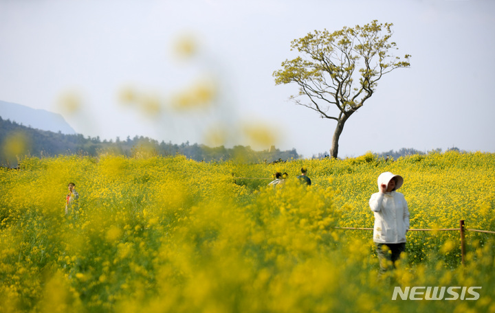 [서귀포=뉴시스] 우장호 기자 = 다소 쌀쌀한 날씨를 보이는 7일 오전 서귀포시 안덕면 서광리 제주신화월드에 나 홀로 나무를 배경으로 유채꽃이 활짝 피어나 지나는 이들의 시선을 사로 잡고 있다. 2023.04.07. woo1223@newsis.com