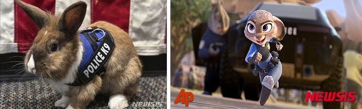 [유바=AP/뉴시스] 미국 캘리포니아주 유바시 경찰서(YCPD)는 지난 5일 공식 소셜미디어를 통해 토끼 '퍼시'(사진)를 복지 담당관으로 공식 임명한다고 밝혔다. 사진은 K9 경찰조끼를 입은 퍼시의 모습(왼쪽)과 디즈니 영화 '주토피아'에 등장하는 토끼 경찰 주디 홉스(오른쪽) 2023.04.10. *재판매 및 DB 금지